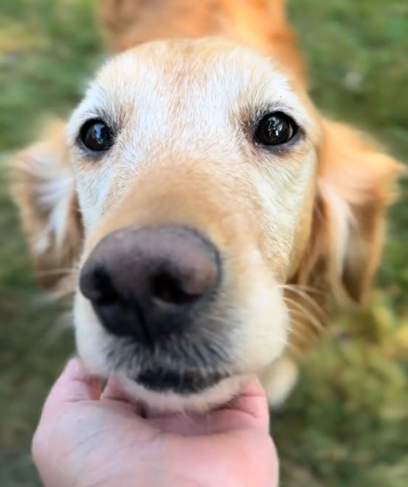 close-up photo of the dog