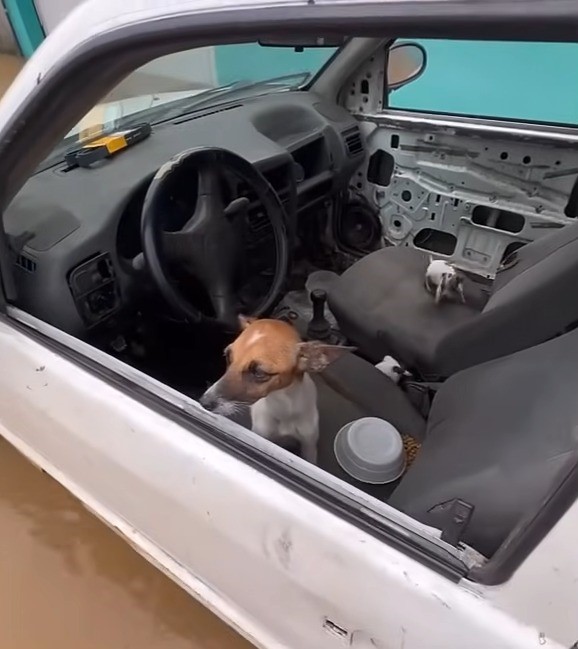 dog in a car