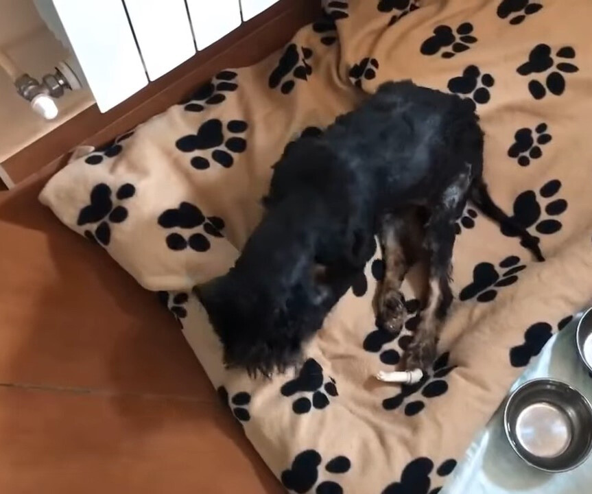 dog lying in dog bed