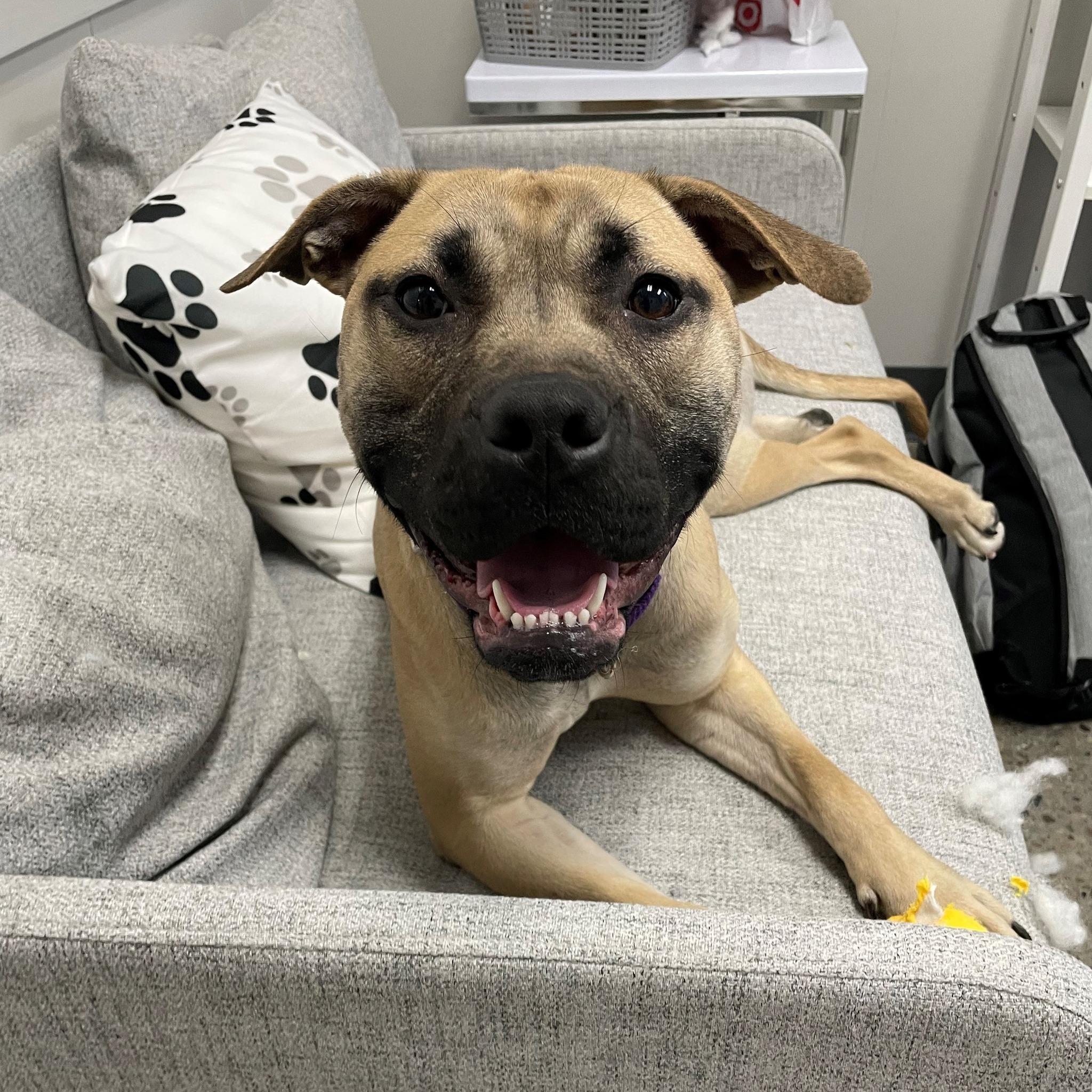 adorable dog lying on a bed