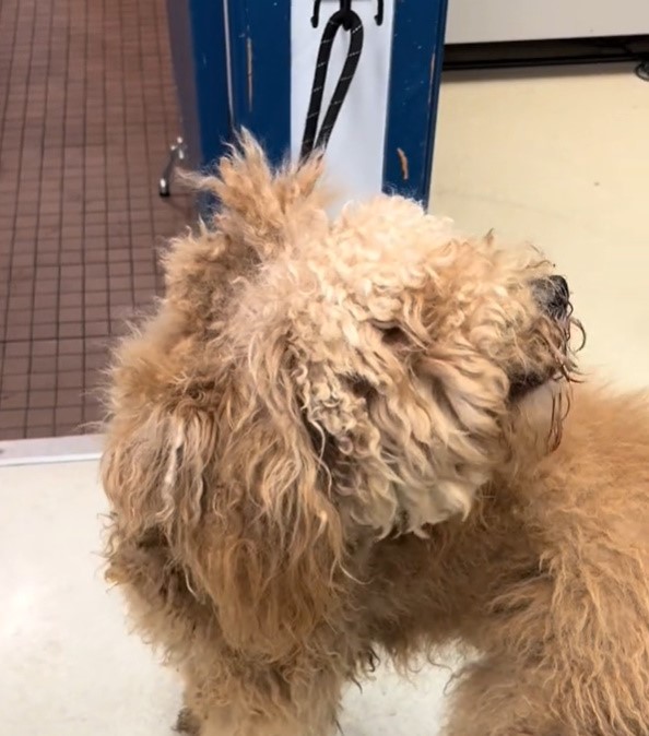 close-up photo of the matted dog