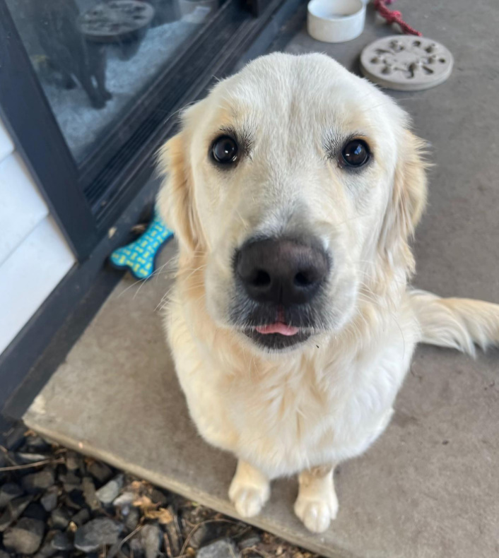 very cute white dog