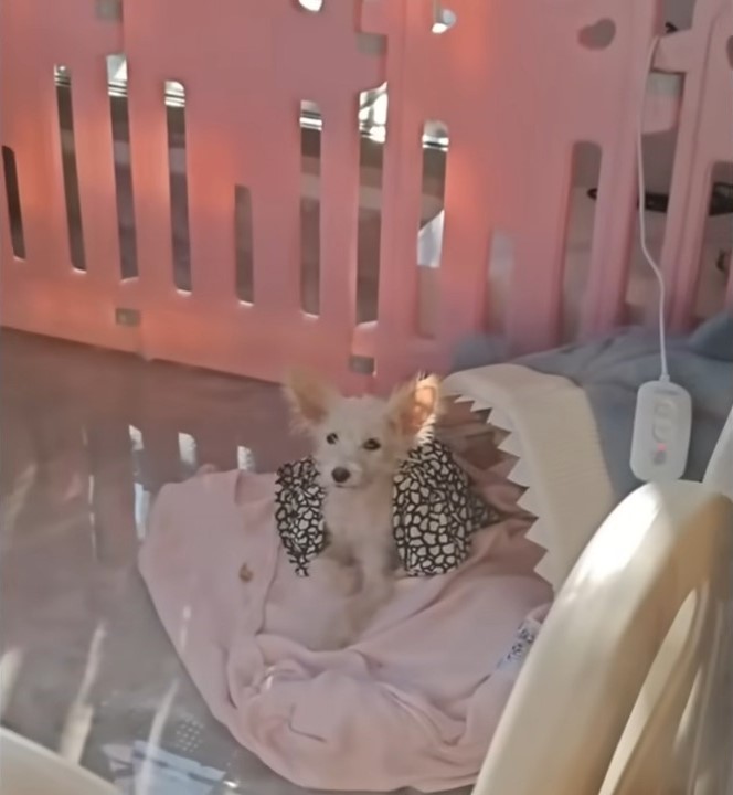 puppy lying on a blanket