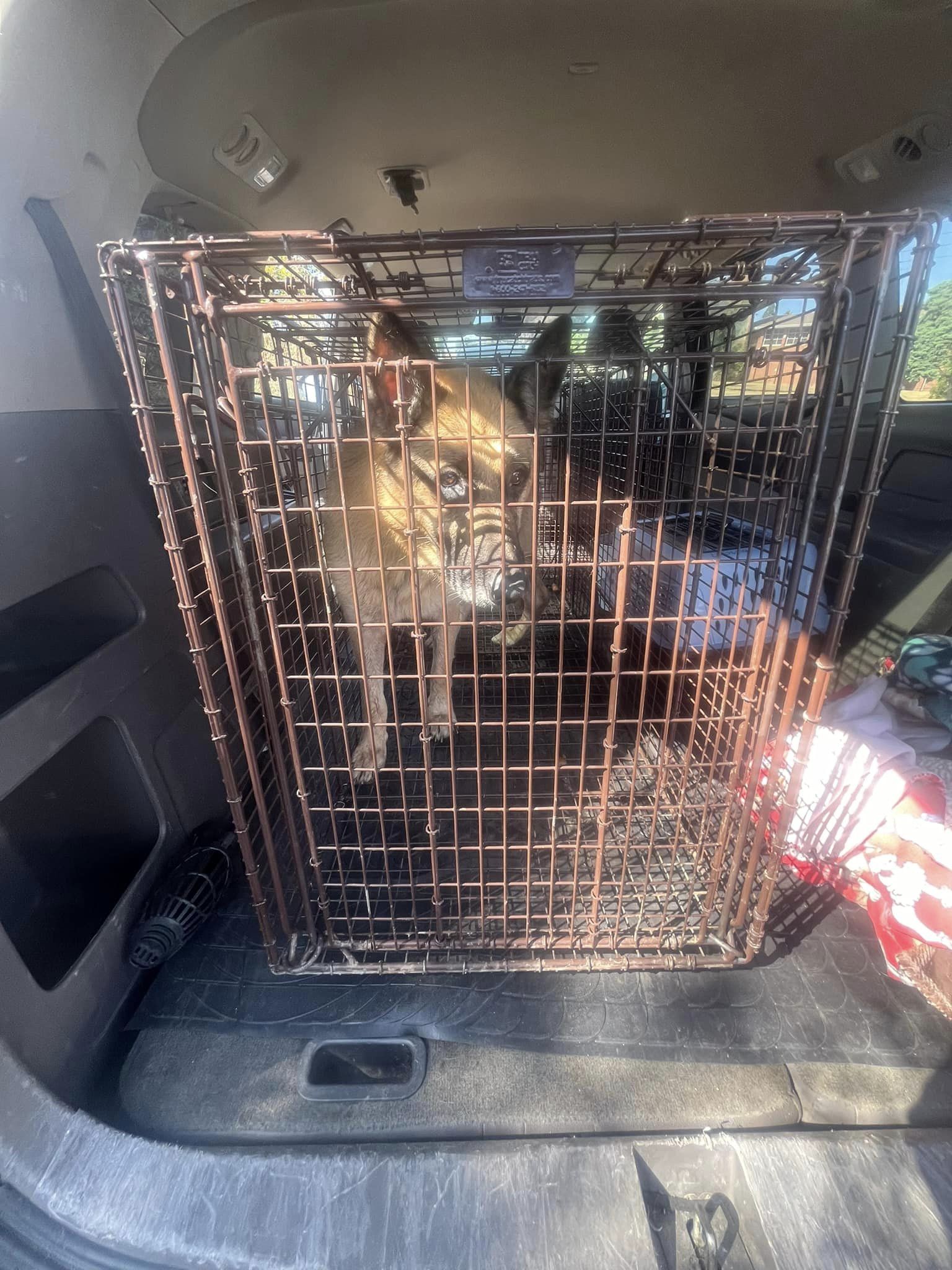 dog in a crate