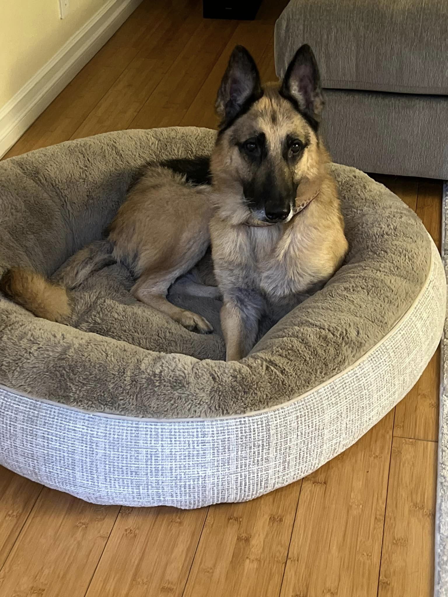 dog lying in dog bed