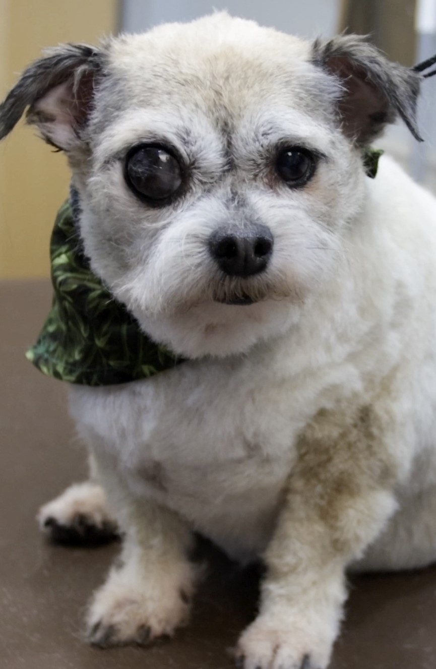 white dog with black eyes