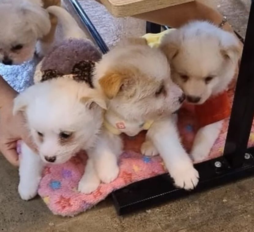 photo of puppies