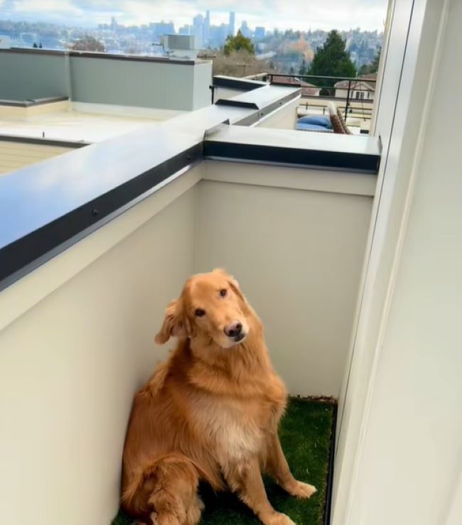 dog on balcony