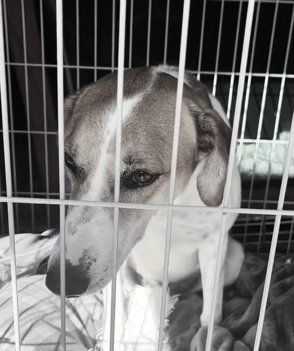 sad dog in cage