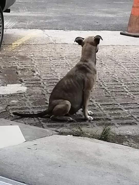 abandoned dog