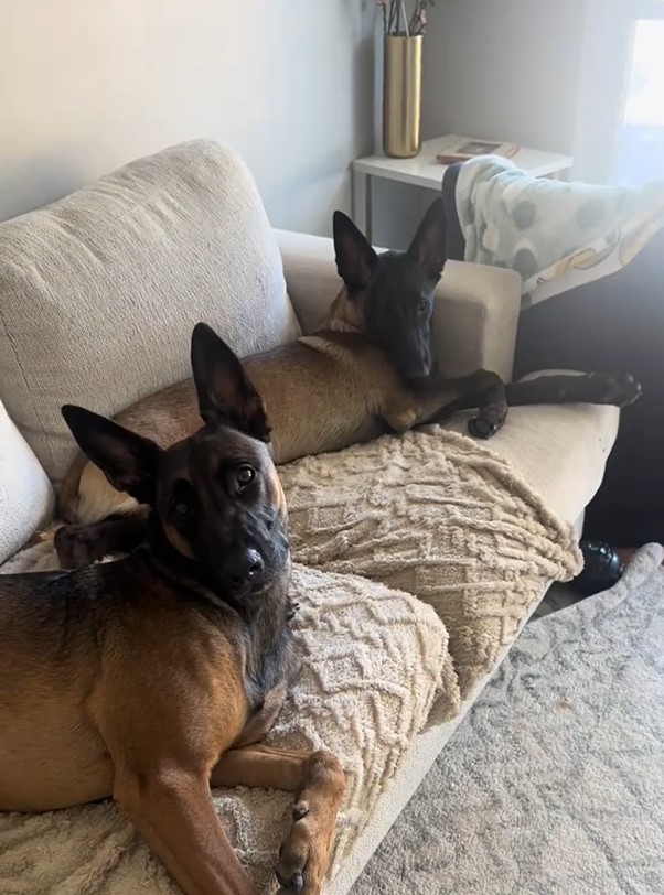 two dogs on a couch