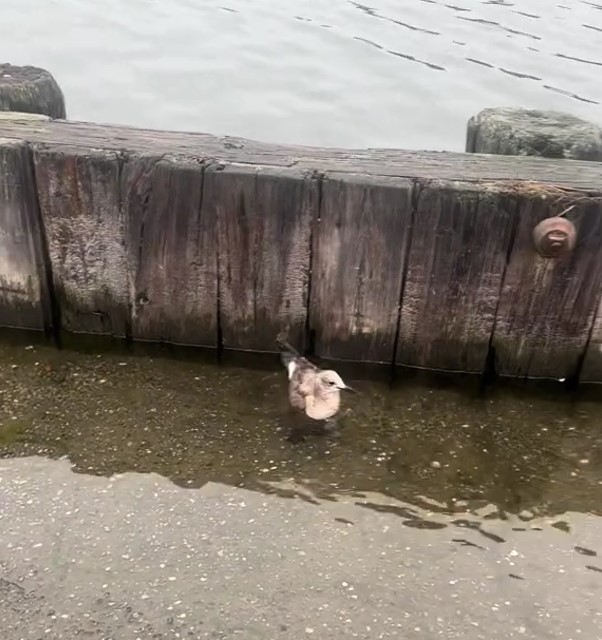 seagull on a parking lot