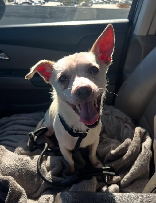 A cheerful white puppy is sitting on the car seat