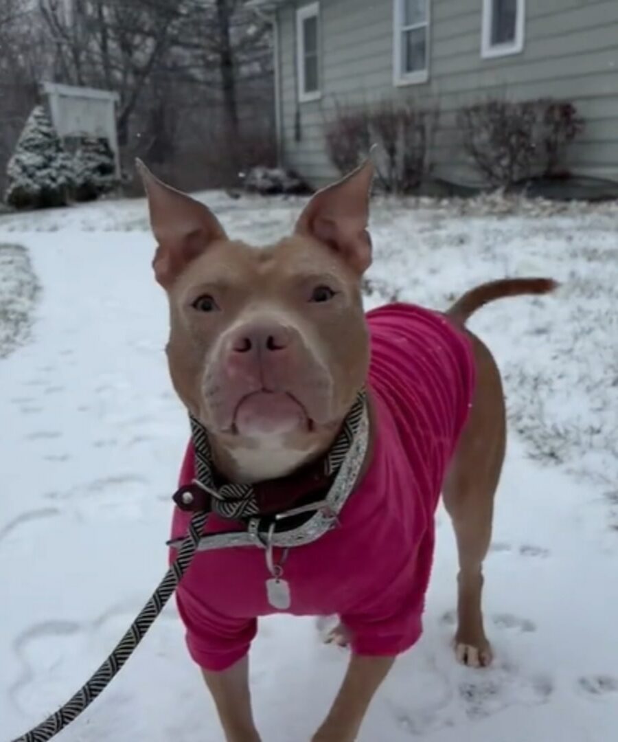 A pit bull in a suit and on a leash stands in the snow