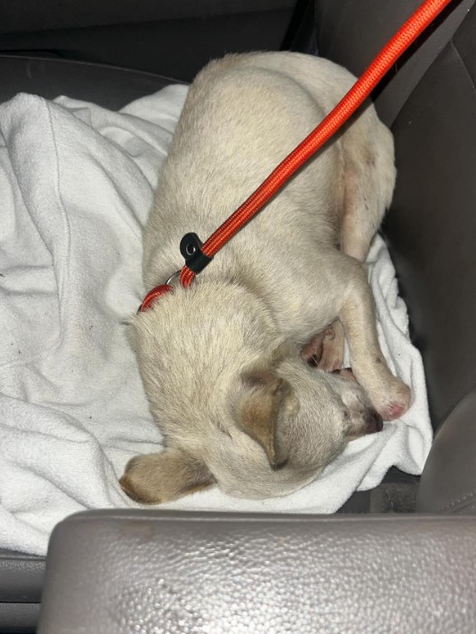 A white dog is lying on the car seat