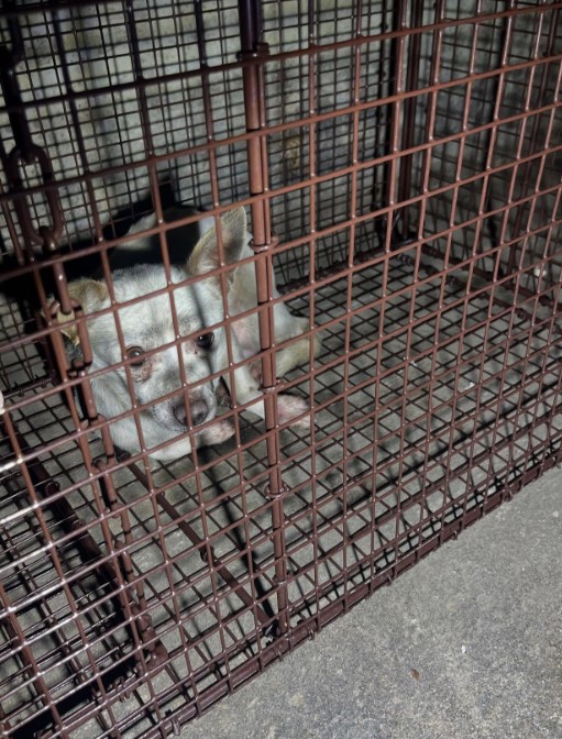 A white puppy is lying in a cage