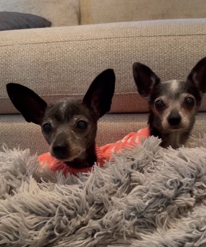 Adorable chihuahuas