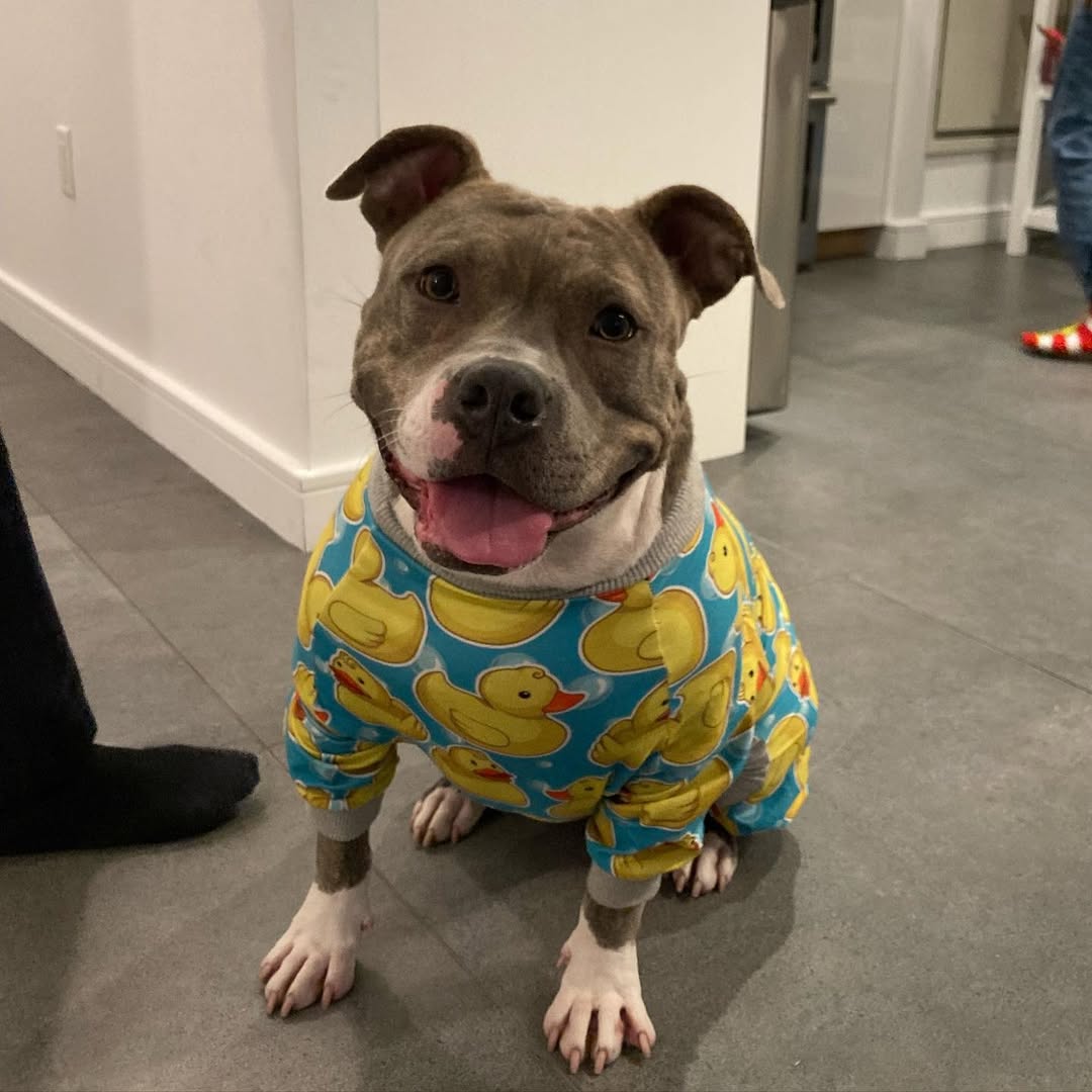 Adorable dog with shirt