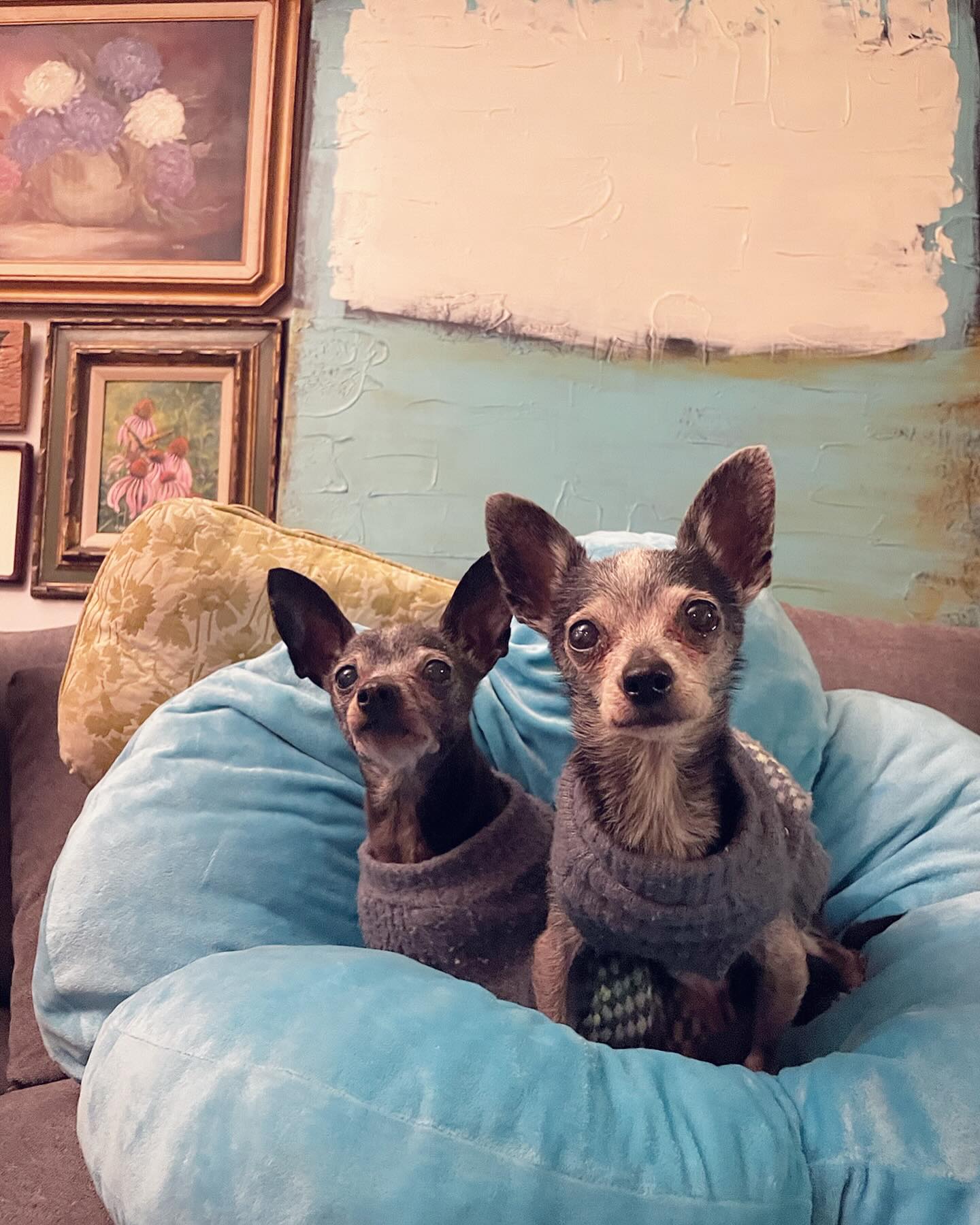 Beautiful Chihuahuas