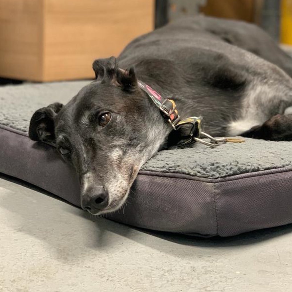 Black dog laying