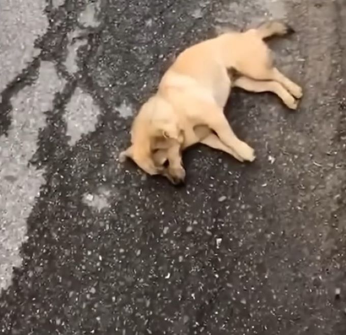 Exhausted dog