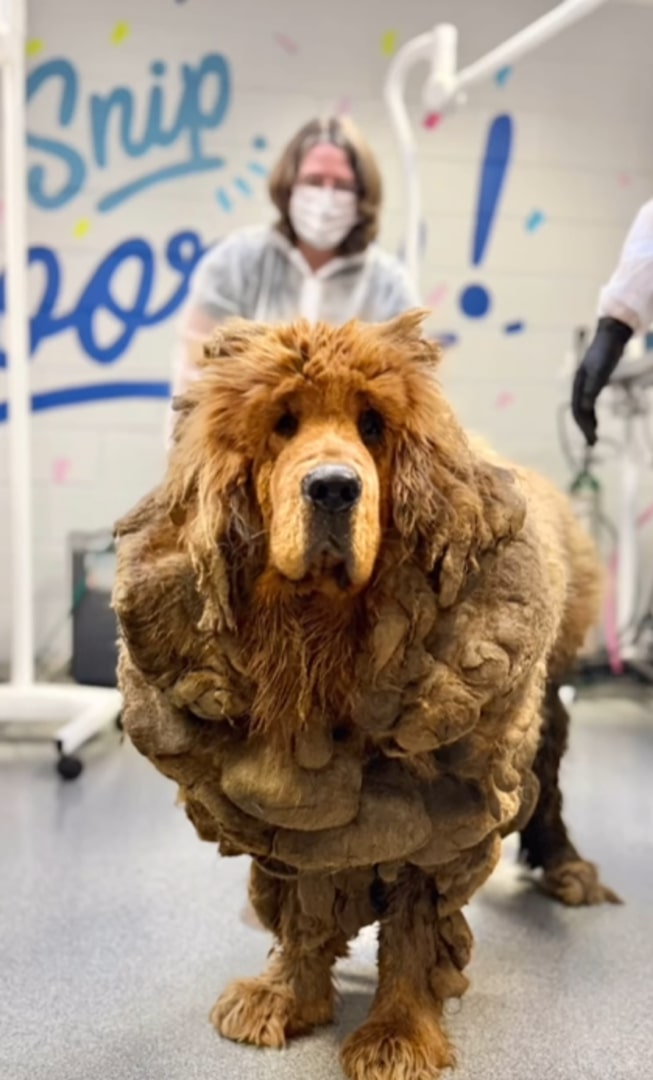 Giant Tibetan Mastiff