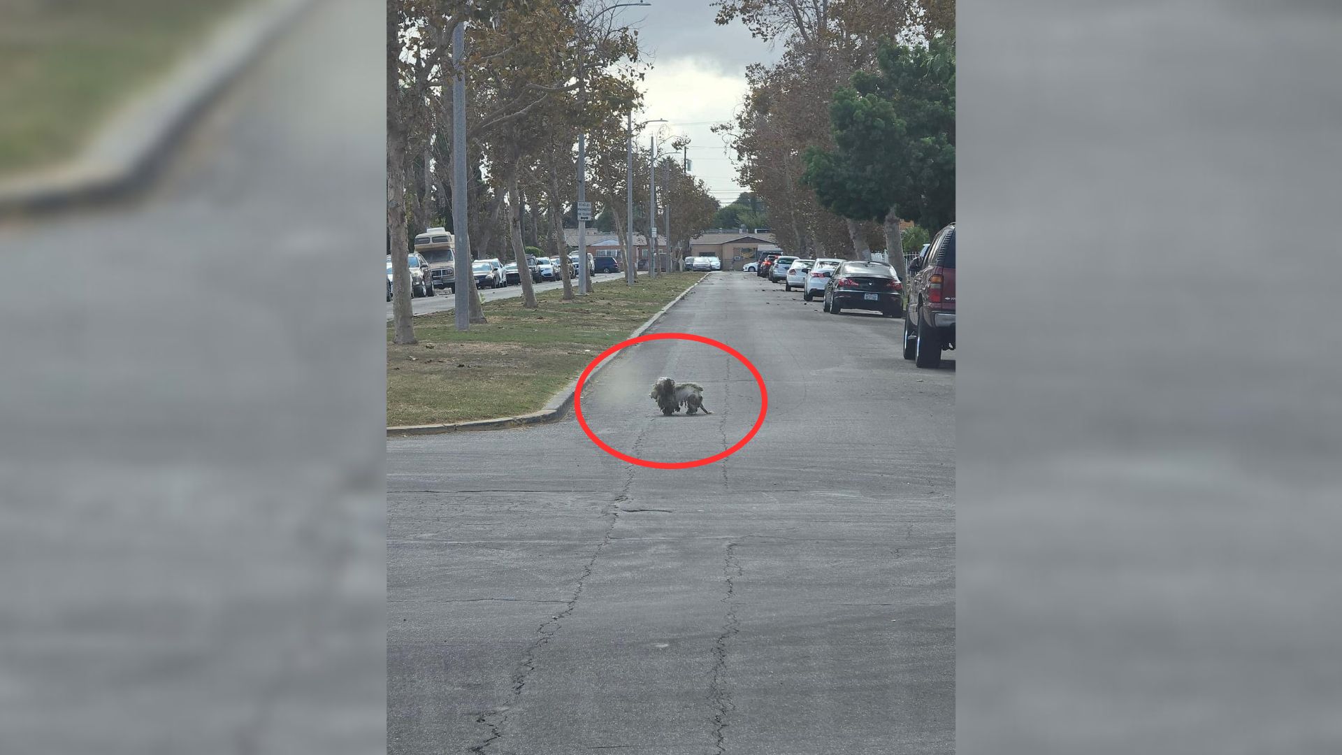 Severely Matted Dog Could Barely See Through His 'Dreadlocks'