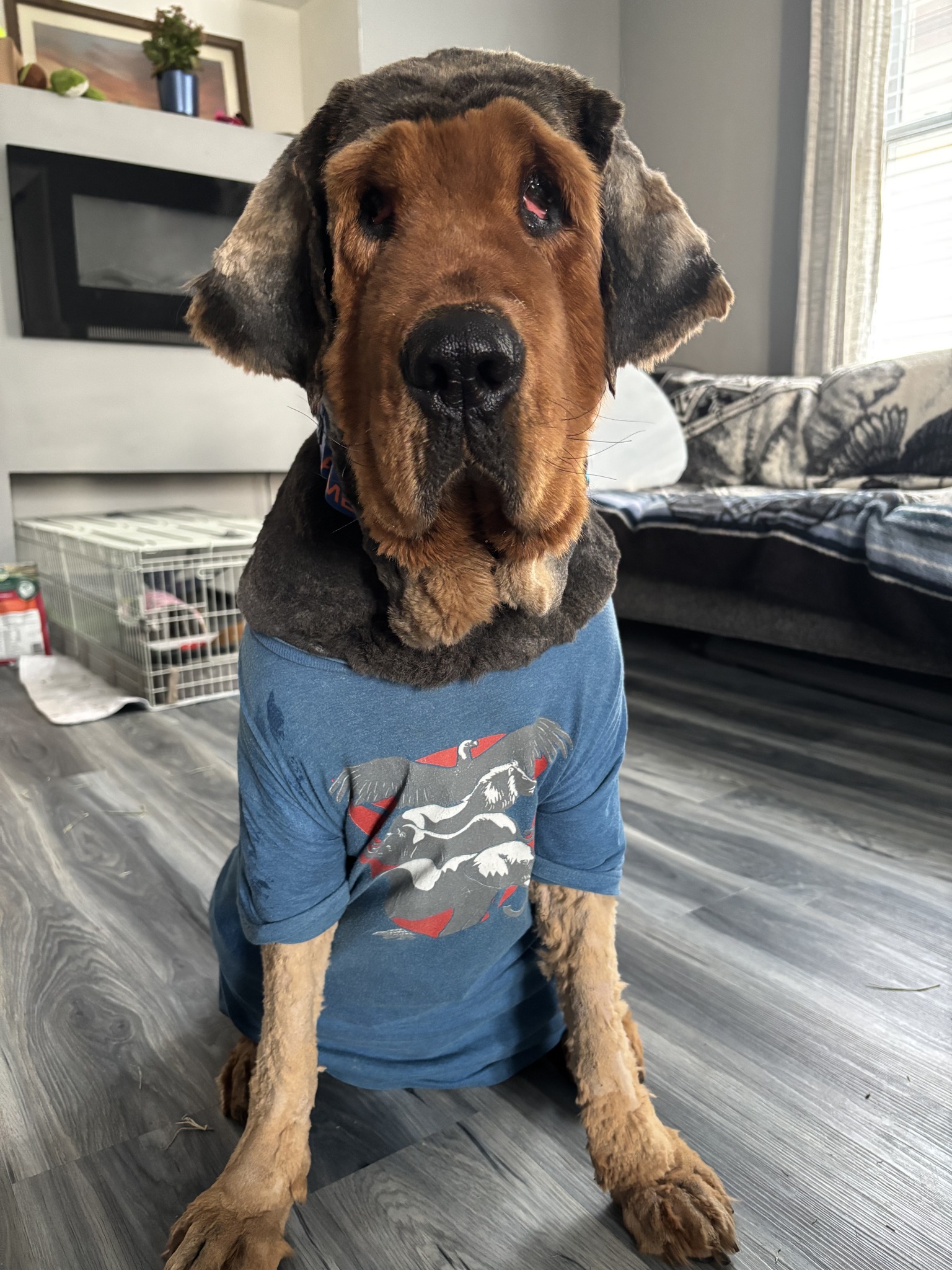 Tibetan Mastiff with shirt on