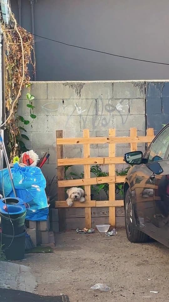 a dog leaning on a wooden beam