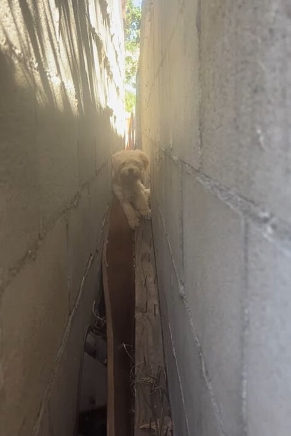 a dog stuck between walls