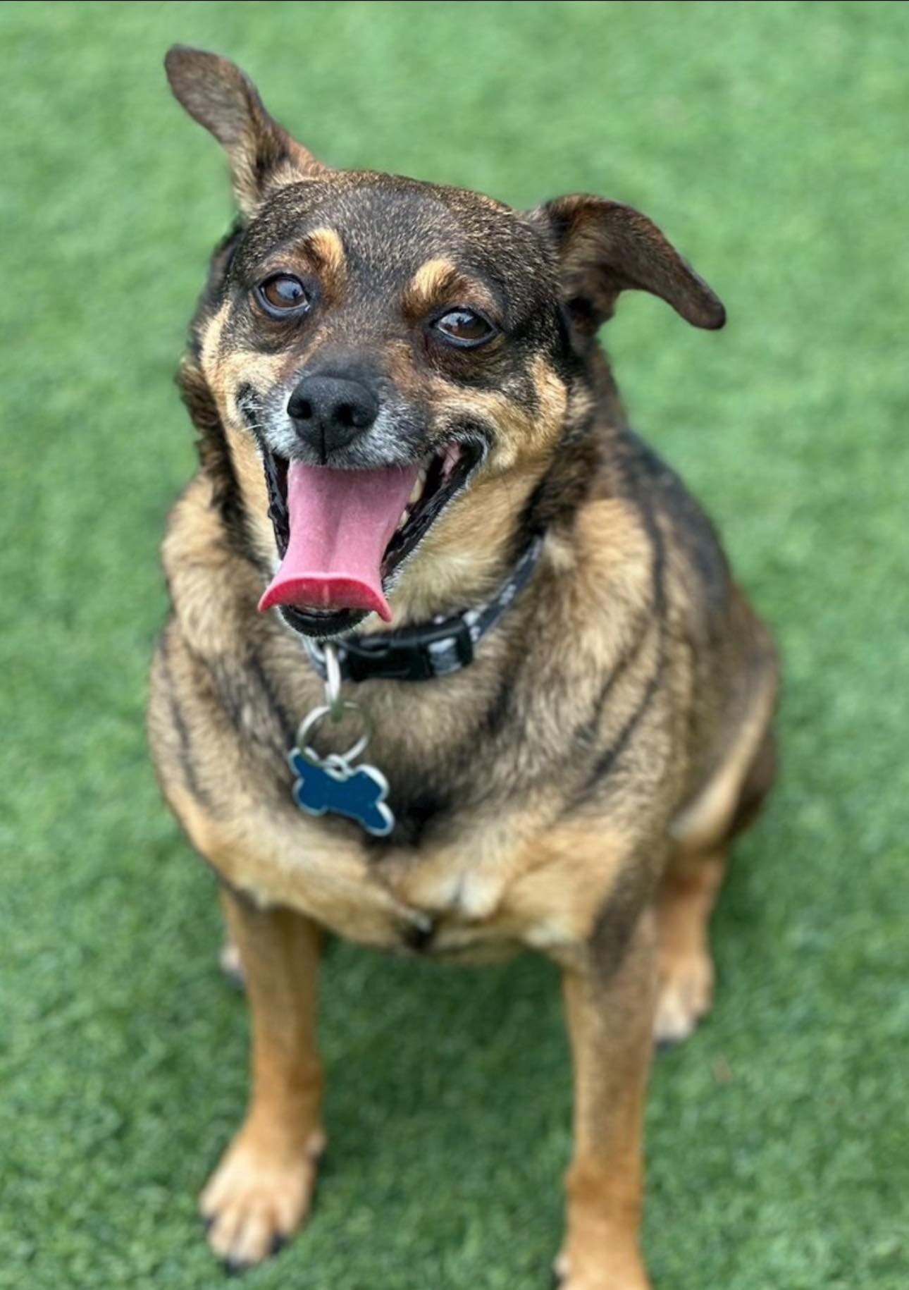 a dog yawning