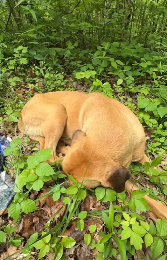 a huddled dog lies in the forest