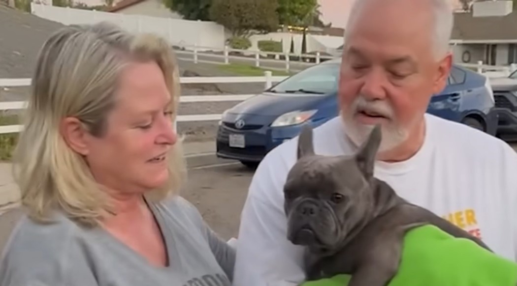 a man and a woman hold a French bulldog in their arms