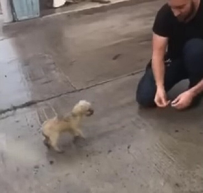 a man feeds a dog on the street