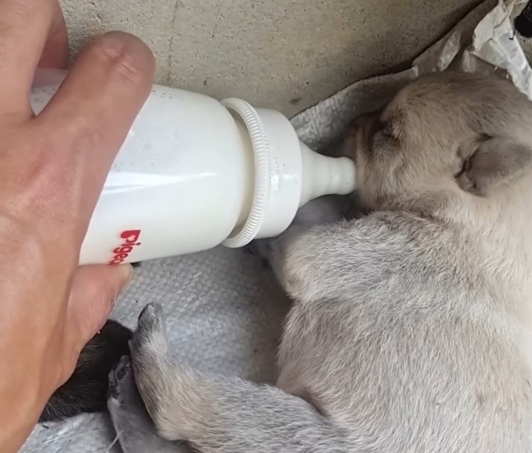 a man feeds a puppy