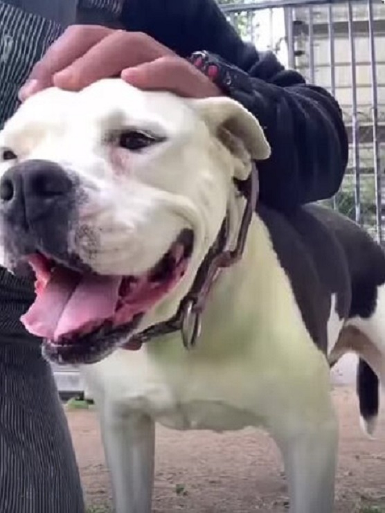 a man petting a pit bull