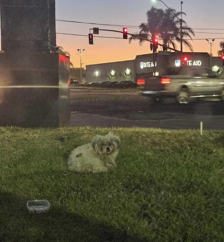 a shaggy white dog lies on the lawn