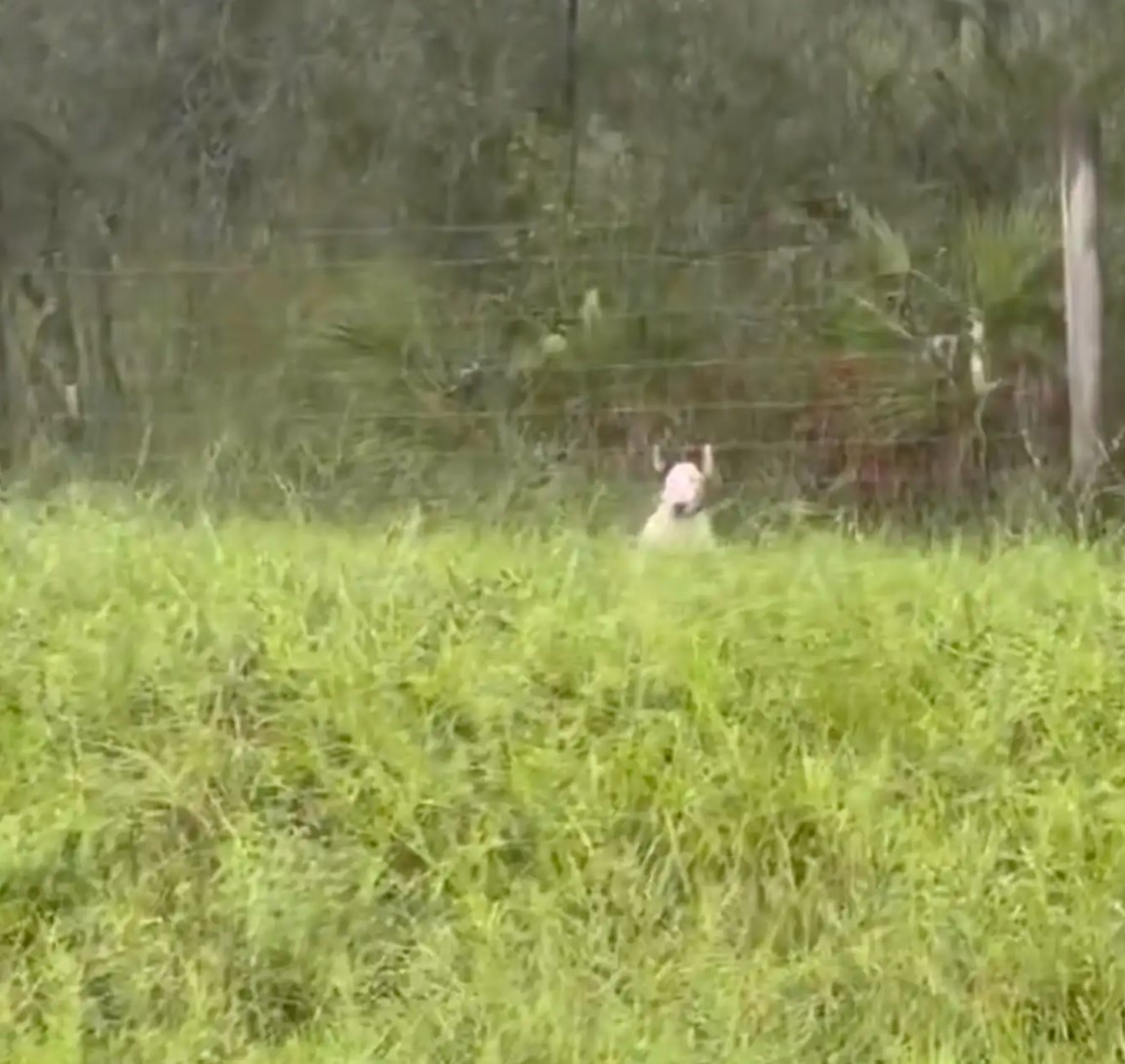 abandoned dog tied to fence