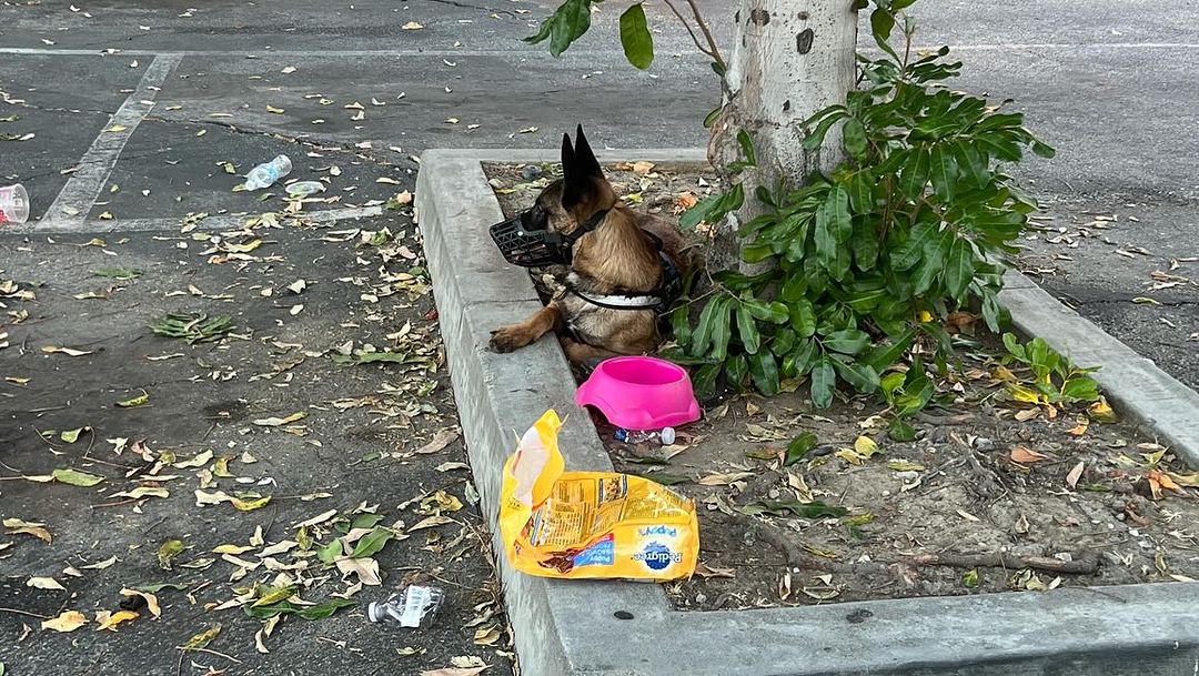 abandoned dog with his belongings