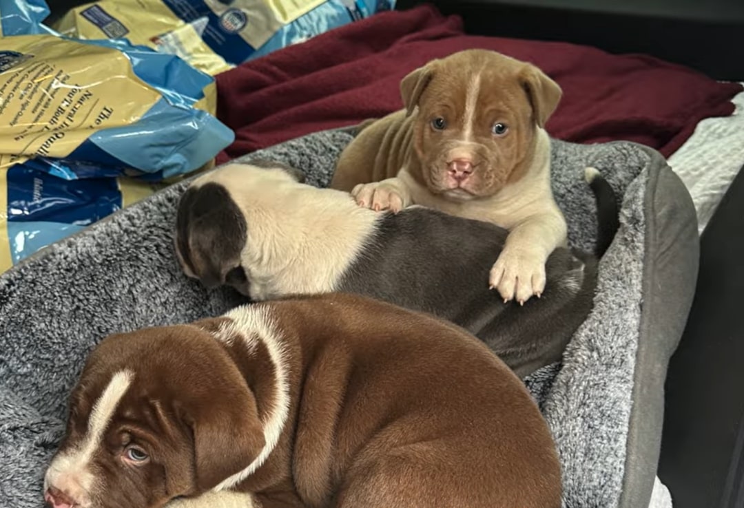 adorable puppies laying down