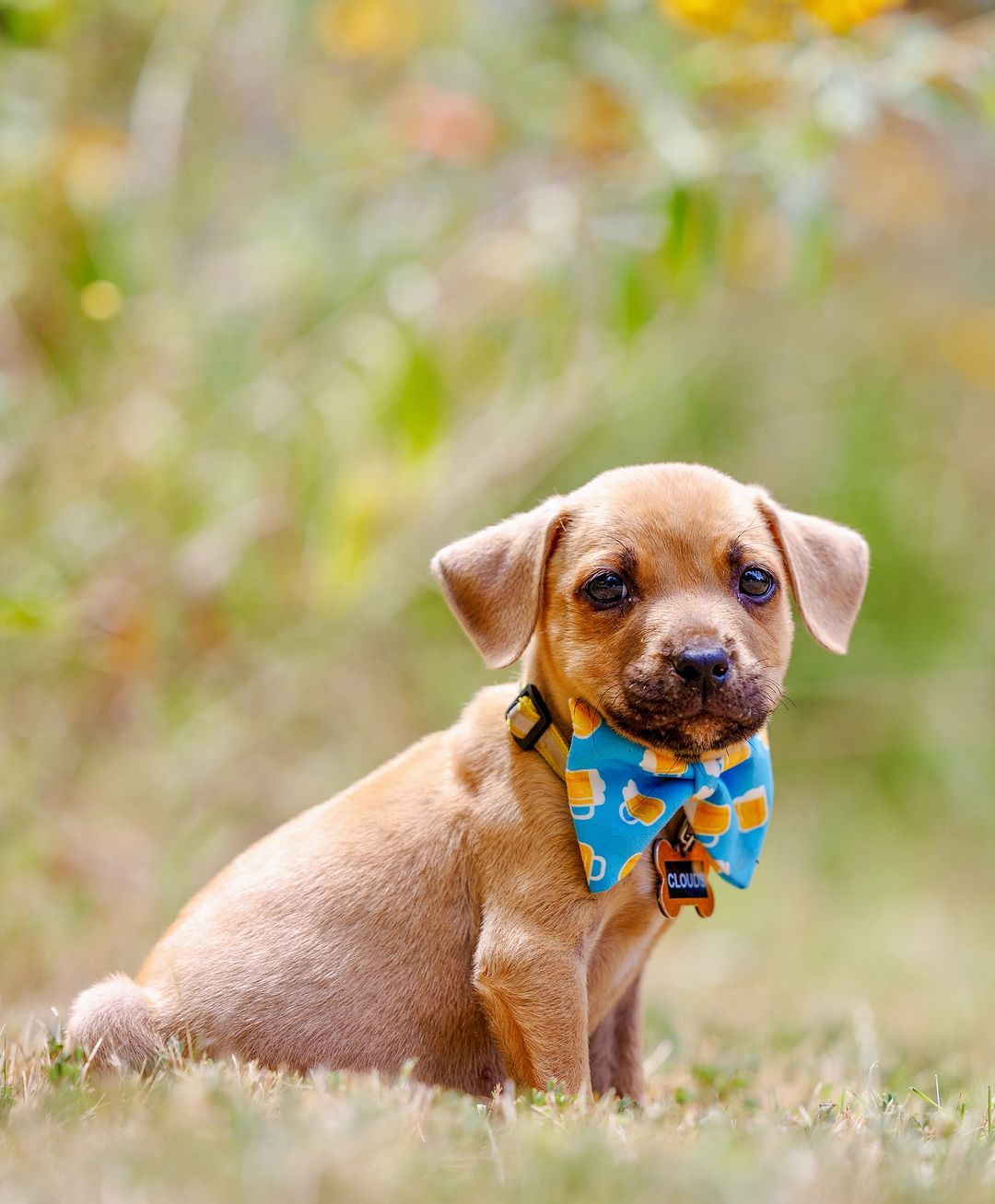 adorable puppy standing outside