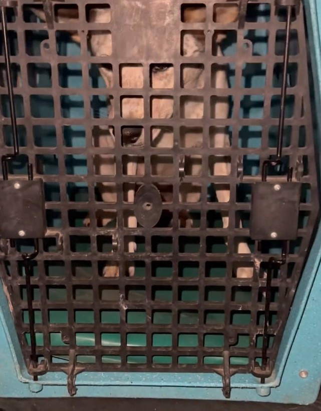 adult dog in crate