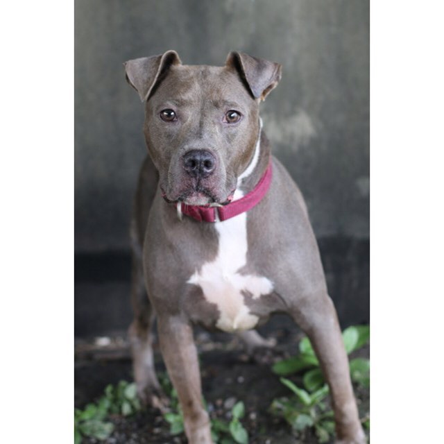 beautiful gray dog standing