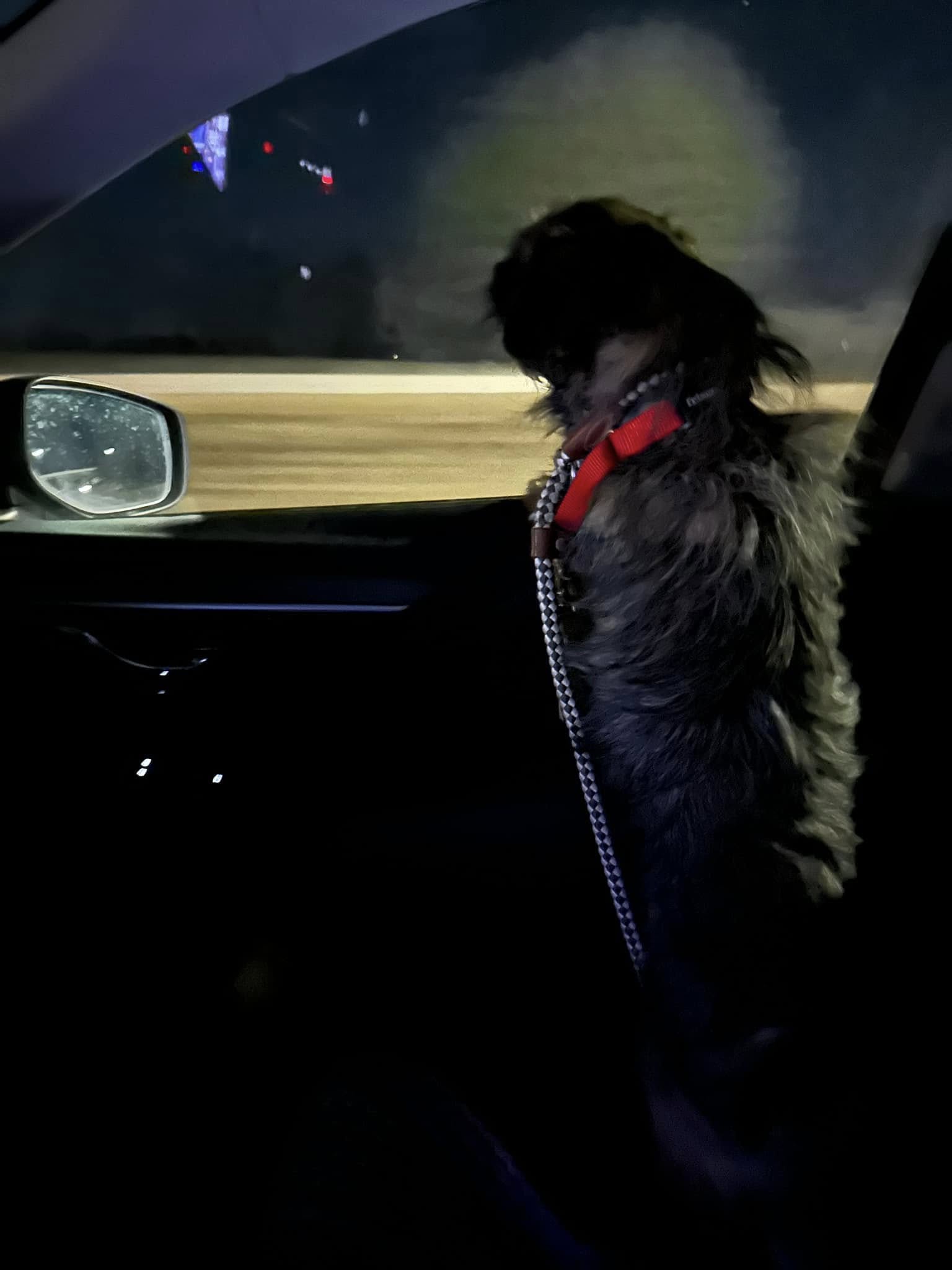 black dog in car