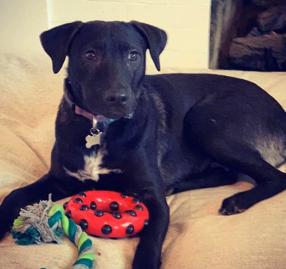 black dog laying on the couch