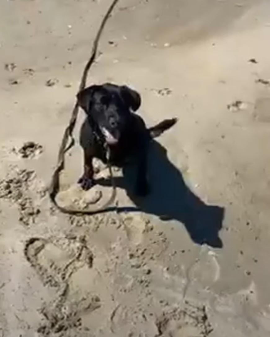 black dog sitting on the beach sand