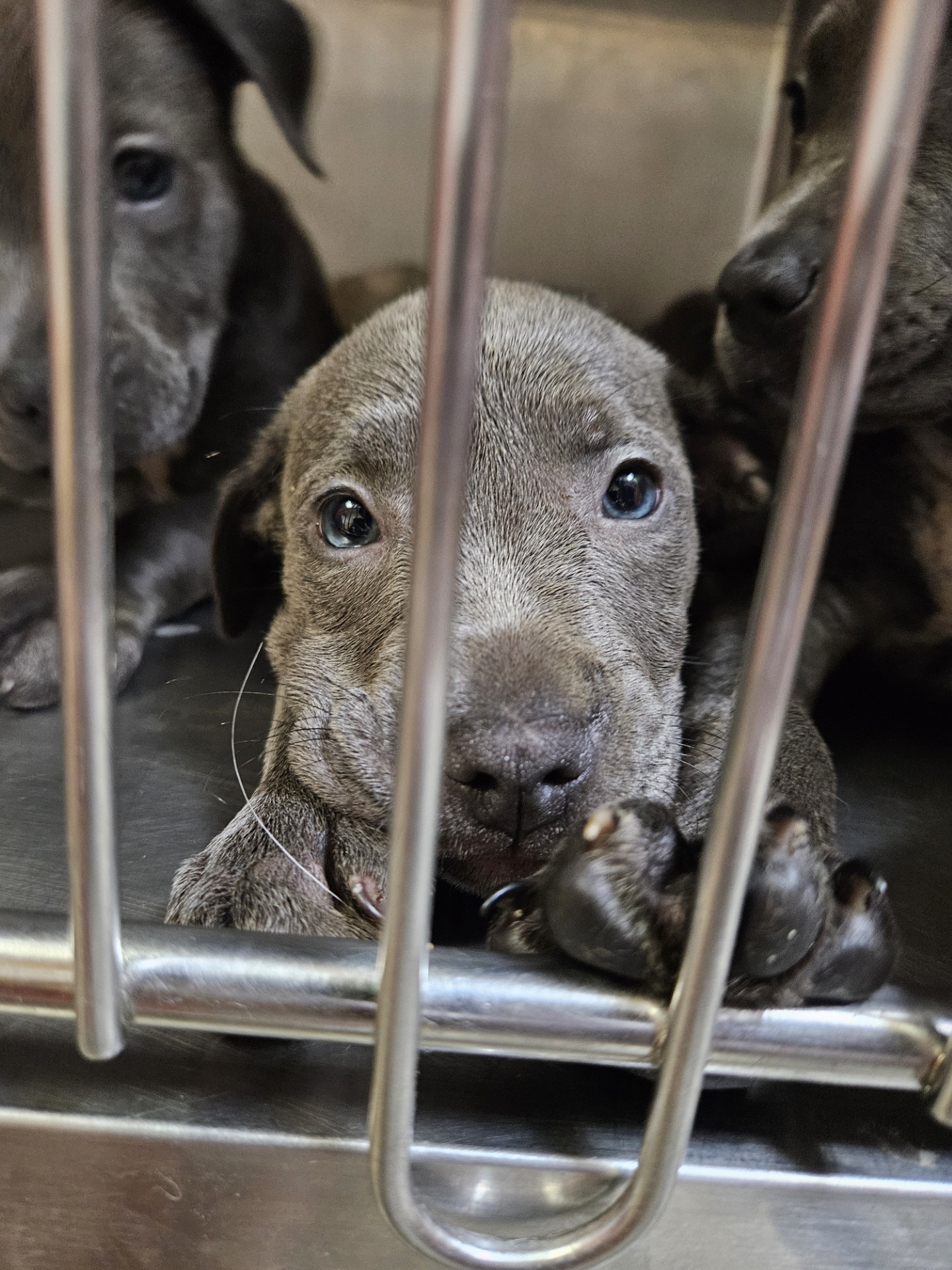 black dogs peeking out of the cage