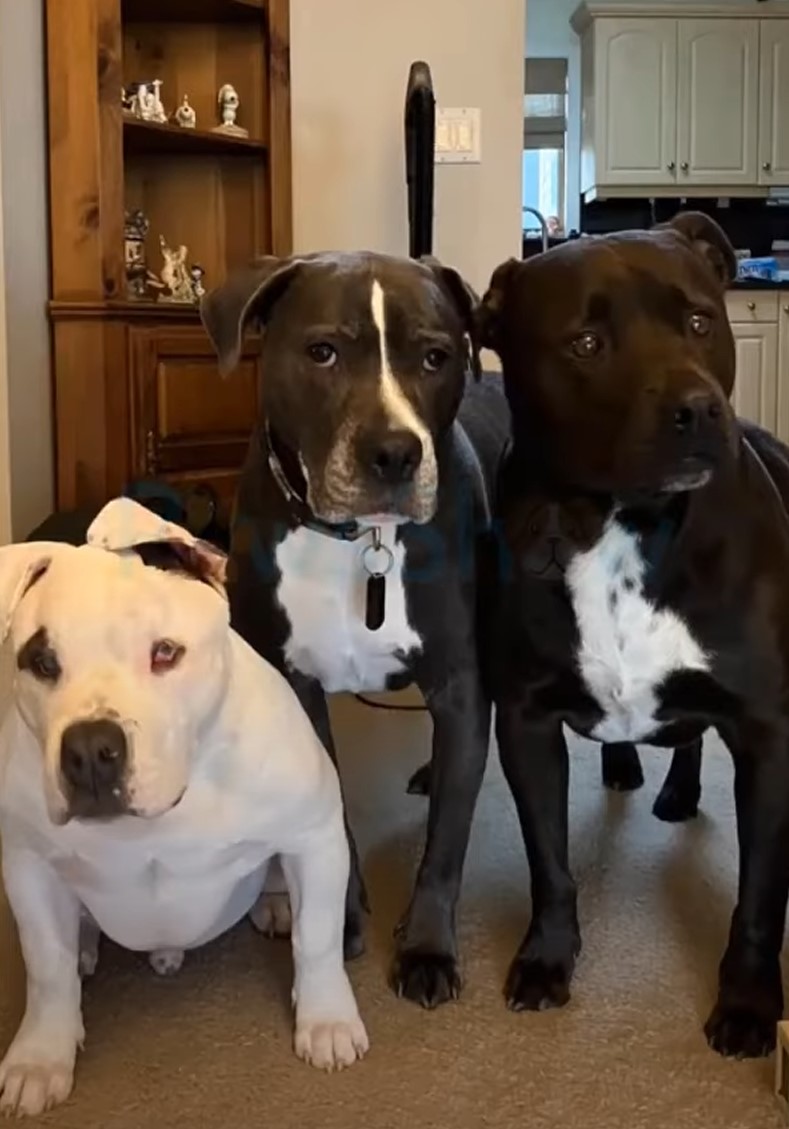 blind dog with his friends