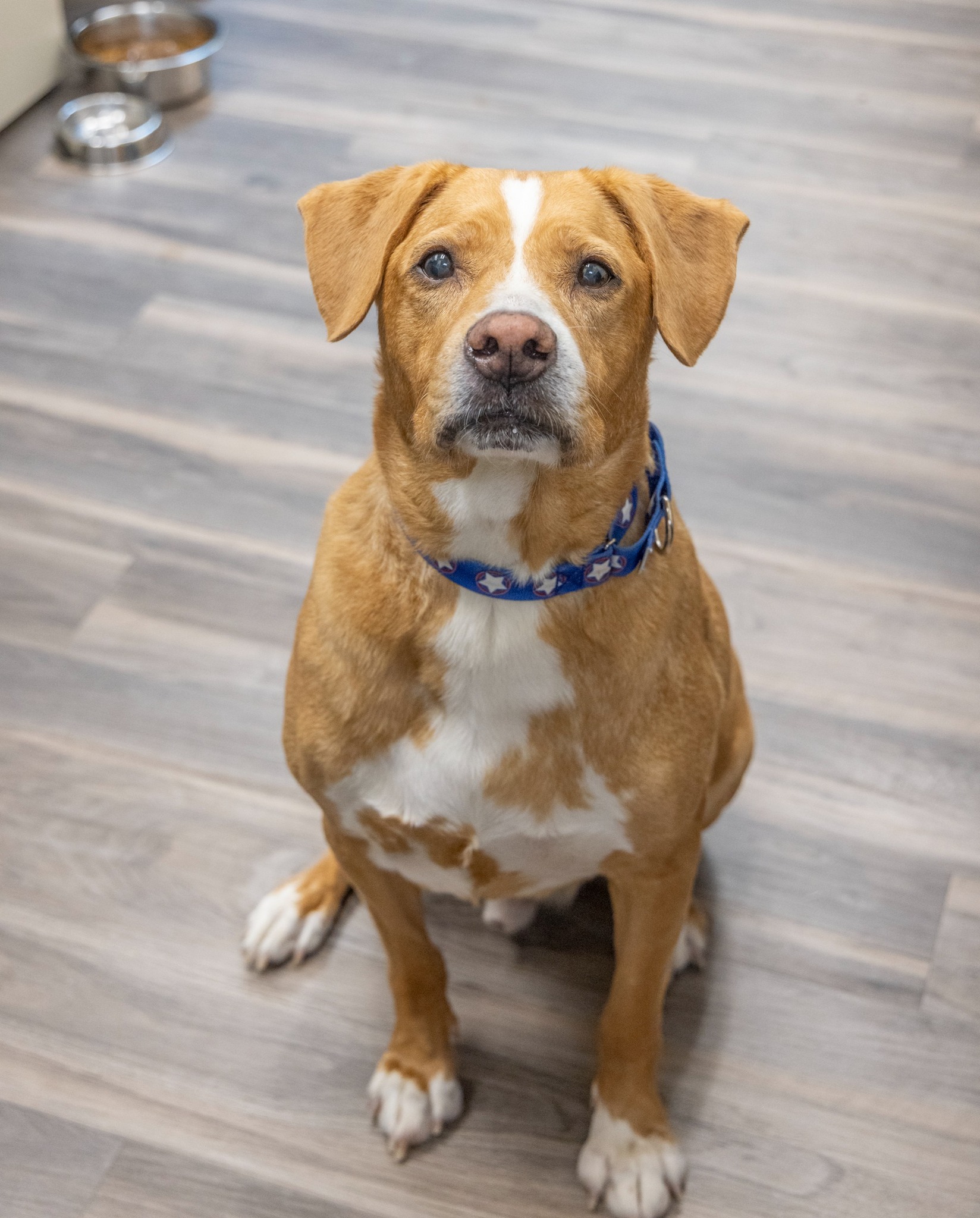 brown and white dog sitting on laminate flooring and looking at the camera