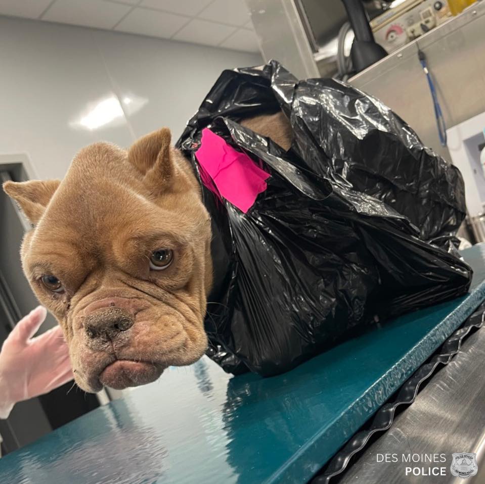 brown dog in a black plastic bag